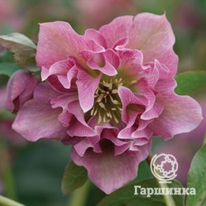 Морозник махровый Дабл Эллен Пинк