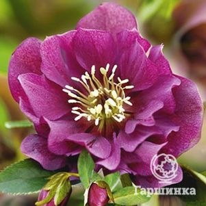 

Морозник махровый Эллен Ред