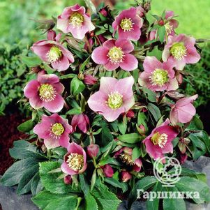 

Морозник Монтсегур