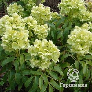 

Морозник падуболистный