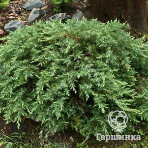 

Можжевельник прибрежный Шлягер