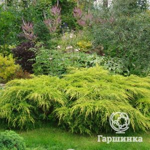 Можжевельник средний Голд Коаст