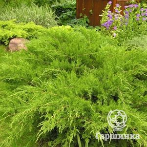 Можжевельник средний Минт Джулеп