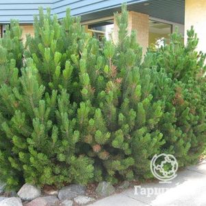 

Сосна горная Мугус