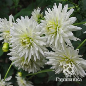 

Георгина Май Лав кактусовидная