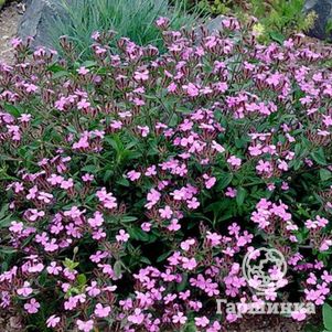 

Мыльнянка базиликолистная