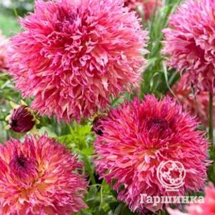 

Георгина Мертис Фолли бахромчатая