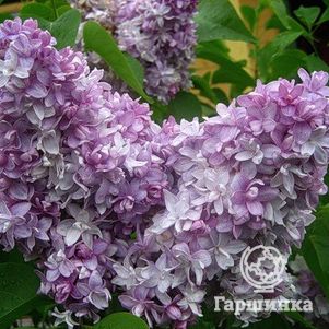 

Сирень Надежда