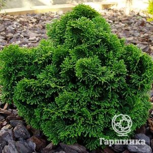 Кипарисовик тупой Нана Грацилис