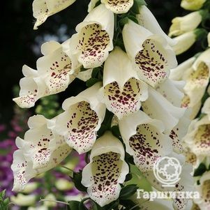 

Наперстянка Виртуозо Крем