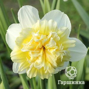 

Нарцисс Айс Кинг махровый 5шт