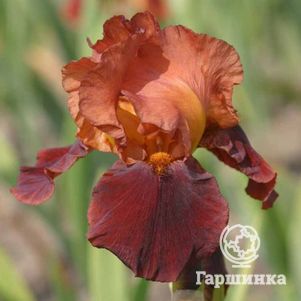 

Ирис бородатый Натчез Трэйс