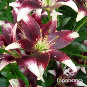 Лилия Неттис Прайд азиатская