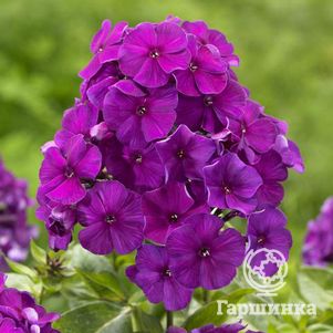 

Флокс Ники метельчатый