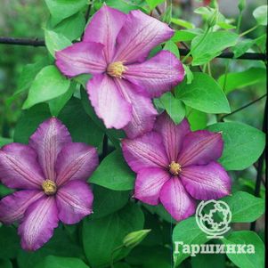 

Клематис Николай Рубцов крупноцветковый (3)