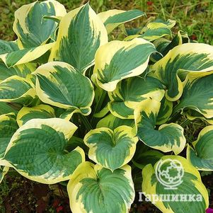 

Хоста Кнокаут (SM)