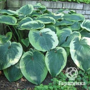 

Хоста Нозен Экспози (L)