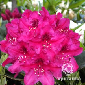 

Рододендрон Нова Зембла гибридный