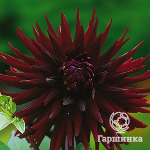 

Георгина Нуит Д. Эте кактусовидная