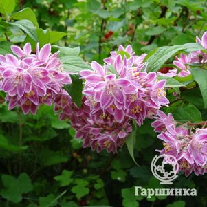 

Дейция Турбилон Руж великолепная