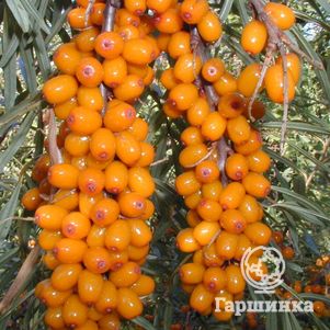 

Облепиха Ботаническая ароматная