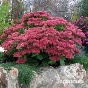 

Очиток (седум) телефиум Манстед Дарк Ред