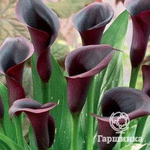 

Калла Одесса