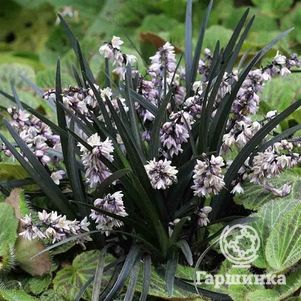 

Офиопогон/Ландышник плоскострелый Нигер