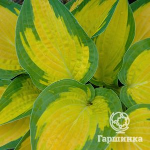 Хоста Оранж Мармелад ML 590₽