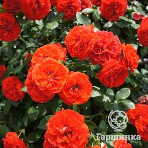 Роза Оранж Мейландина миниатюрная, Top Roses