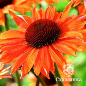 

Эхинацея пурпурная Оранж Пэшн