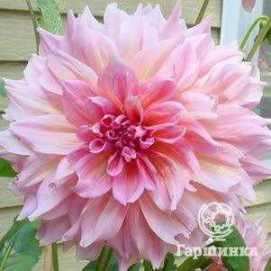 

Георгина Отто Трил (МАКСИ) декоративная