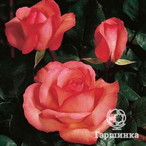 

Роза Пантер Роуз чайно-гибридная, Топалович (лиц)