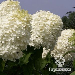 

Гортензия Фантом (Мега Перл) метельчатая