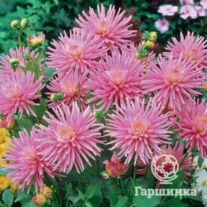 

Георгина Парк Принцесс бордюрная