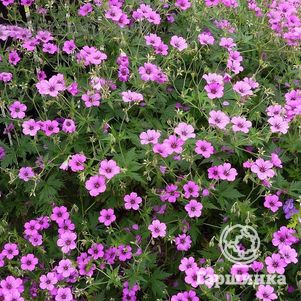 

Герань садовая Патриция