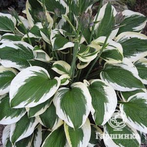 

Хоста Патриот (M)