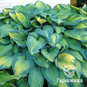 

Хоста Паулс Глори (ML)