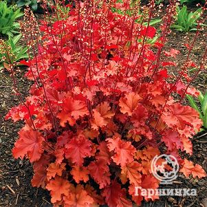 

Гейхера Пич Крисп