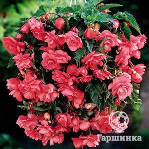 Бегония Пендула Пинк