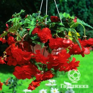 

Бегония Пендула Ред