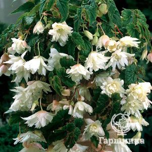 

Бегония Пендула Вайт