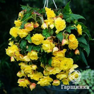 

Бегония Пендула Йелоу