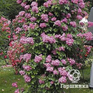 

Роза Перенниал Блю плетистая, Тантау (лиц)