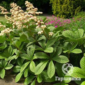 

Роджерсия перистая