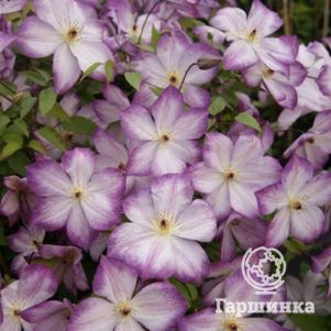 

Клематис Перниль мелкоцветковый (3)