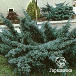 

Можжевельник средний Пфитцериана Глаука голубой