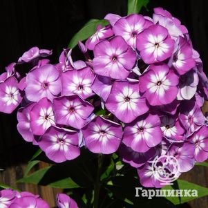 

Флокс Лаура метельчатый