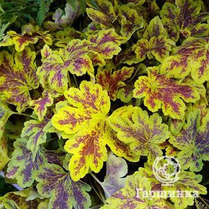 

Гейхерелла Солар Пауэр