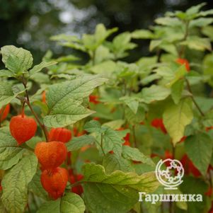 

Физалис обыкновенный